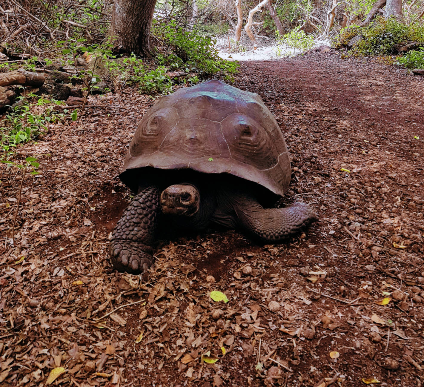 Jak tanio zwiedzić Wyspy Galapagos Darmowe atrakcje na wyspach (8)
